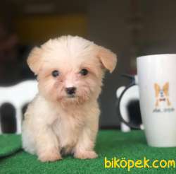 The Cup Maltis Terrier Baby 1