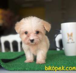 The Cup Maltis Terrier Baby 3