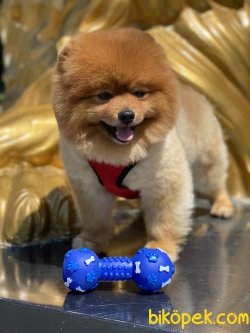 Thor Eğitimli Yetişkin Köpeğimiz Pomeranian Boo Ayı Surat 3