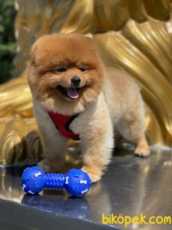 Thor Eğitimli Yetişkin Köpeğimiz Pomeranian Boo Ayı Surat 2