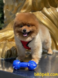 Thor Eğitimli Yetişkin Köpeğimiz Pomeranian Boo Ayı Surat 1