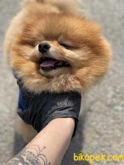 Thor Pomeranian Boo Eğitimli Show Kalite Köpeğimiz 2