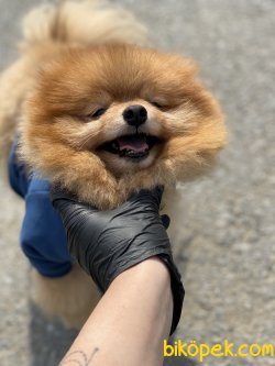Thor Pomeranian Boo Eğitimli Show Kalite Köpeğimiz 1