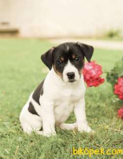 THREE COLOUR KISA BACAK JACK RUSSEL 2