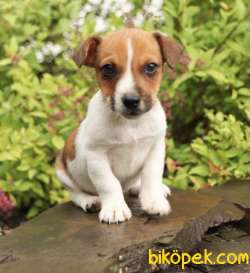THREE COLOUR KISA BACAK JACK RUSSEL 3
