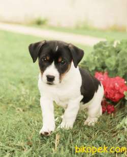 THREE COLOUR KISA BACAK JACK RUSSEL 1
