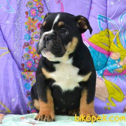 Three Colour Micrhochipli Pasaportlu Ingiliz Bulldog 3