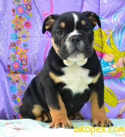 Three Colour Micrhochipli Pasaportlu Ingiliz Bulldog 1
