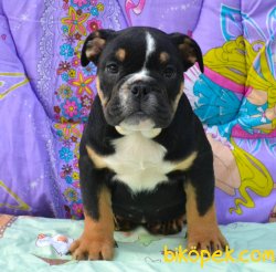Three Colour Nadir Renk Ingiliz Bulldog Yavrularımız 3