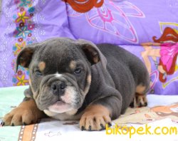 Three Colour Nadir Renk Ingiliz Bulldog Yavrularımız 2