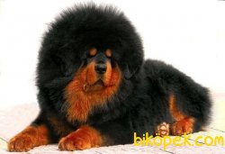 Tibet Mastiff Yavruları 2
