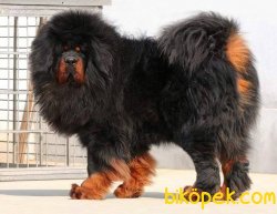 Tibet Mastiff Yavruları 3