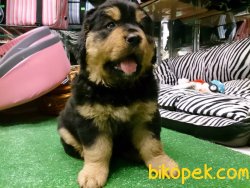 Tibet Mastiff Yavruları 1