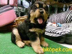 Tibet Mastiff Yavruları 5