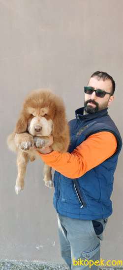 TİBET MASTİFİ 1