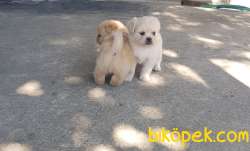 Tibet Spaniel Küçük Irk 50 Günlük Yavrularımız 3