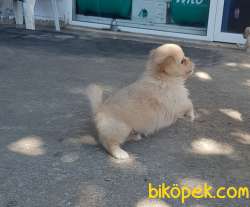 Tibet Spaniel Küçük Irk 50 Günlük Yavrularımız 2