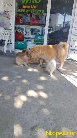 Tibet Spaniel Küçük Irk 50 Günlük Yavrularımız 4