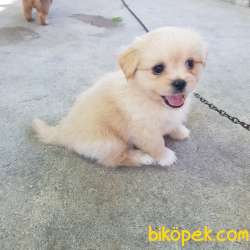 Tibet Spaniel Küçük Irk 50 Günlük Yavrularımız 5