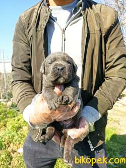 TİGER - BLUE CANE CORSA YAVRULAR 2