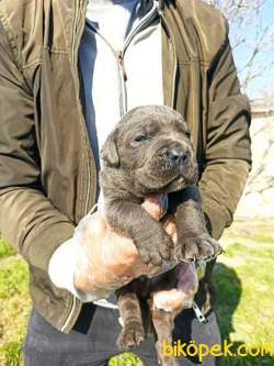 TİGER - BLUE CANE CORSA YAVRULAR 1