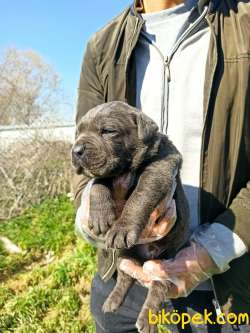 TİGER - BLUE CANE CORSA YAVRULAR 3