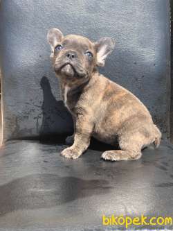 TİGER DESEN BLUE BRİNDLE ERKEK FRENCH BULLDOG 2