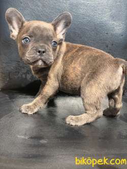 TİGER DESEN BLUE BRİNDLE ERKEK FRENCH BULLDOG
