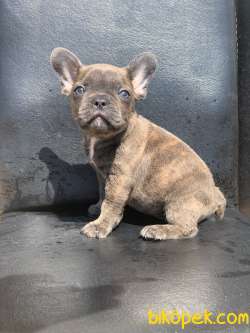 TİGER DESEN BLUE BRİNDLE ERKEK FRENCH BULLDOG 3