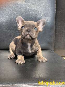 TİGER DESEN BLUE BRİNDLE ERKEK FRENCH BULLDOG 4