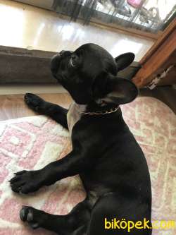 Tiger French Buldog 1