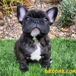 Tıger French Bulldog Bebekler 4