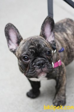 Tıger French Bulldog Bebekler 2