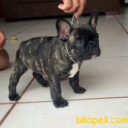 Tıger French Bulldog Bebekler 1