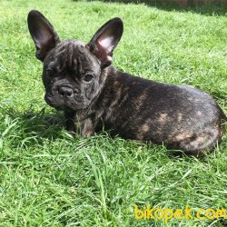 Tıger French Bulldog Bebekler 3