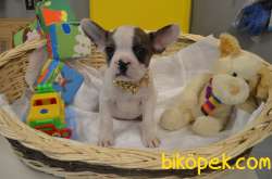 TIGER VE MERLE PIED FRENCH BULLDOG YAVRULARIMIZ 4