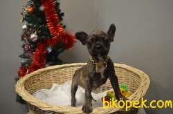 TIGER VE MERLE PIED FRENCH BULLDOG YAVRULARIMIZ 3