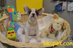 TIGER VE MERLE PIED FRENCH BULLDOG YAVRULARIMIZ 5