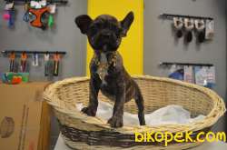 TIGER VE MERLE PIED FRENCH BULLDOG YAVRULARIMIZ 1