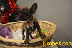 TIGER VE MERLE PIED FRENCH BULLDOG YAVRULARIMIZ 2