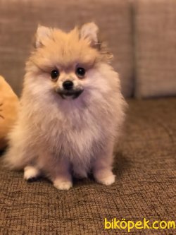 Tilki Surat Pomeranian 4