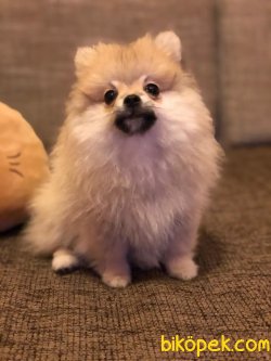 Tilki Surat Pomeranian 2