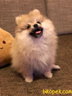 Tilki Surat Pomeranian 3