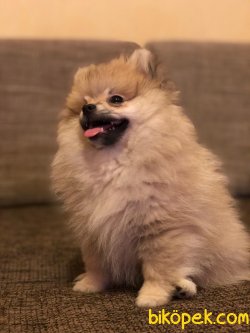 Tilki Surat Pomeranian 5