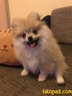 Tilki Surat Pomeranian 1