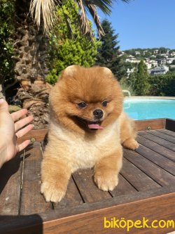 Tima Ayı Surat Teddy Bear Pomeranian Boo 2