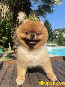 Tima Fci Secereli Eğitimli Boo Pomeranian 1