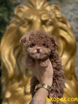 Tiny Boy En Nadir Renk Maltipoo Bebeğimiz Lillac Renk 1