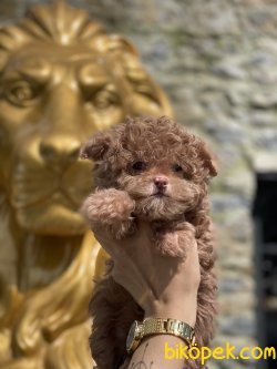 Tiny Boy En Nadir Renk Maltipoo Bebeğimiz Lillac Renk 2