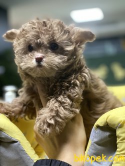 Tiny Maltipoo Yavrumuz Lillac Chocolate En Nadir Renk 3